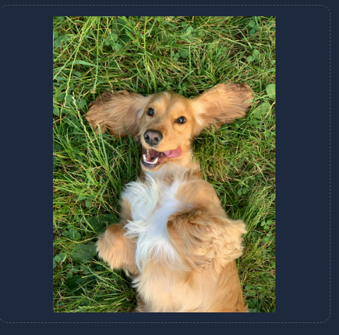 Before - Dog photo with distracting background